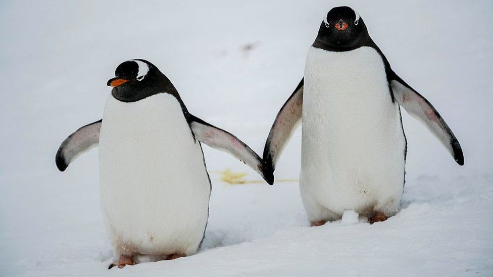 two mean looking gentoo penguins, making their way in the snow